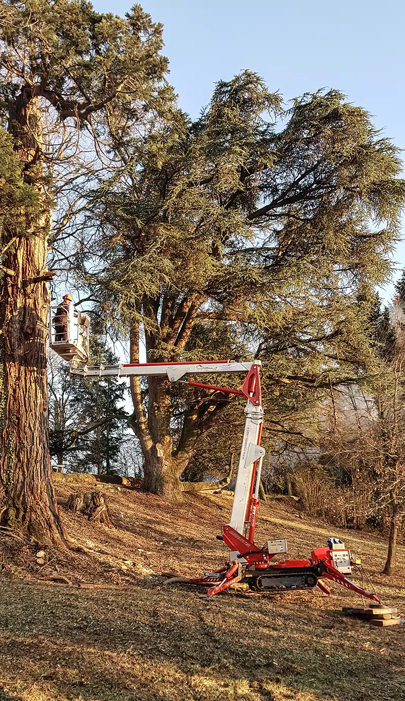 Worker in a bucket lift pruning branches from a tall tree; a red tracked hydraulic lift is stationed on the ground nearby.